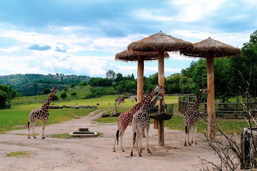 Giraffes in Prague zoo