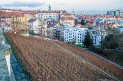 Havlíček Gardens - vineyard
